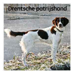 Drentsche Patrijshond